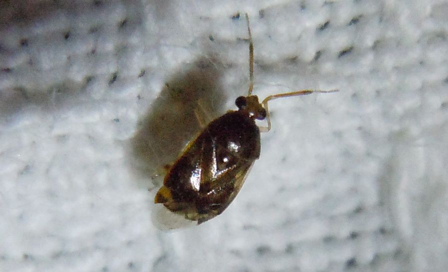 Deraeocoris lutescens? S